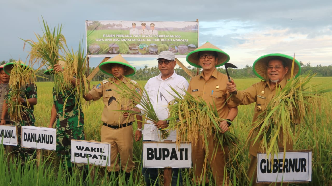 Gubernur Hadiri Panen Padi Perdana di Kab. Pulau Morotai
